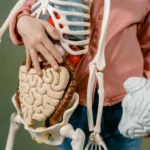 Axe intestin-cerveau : comment votre microbiome influence l'anxiété et l'humeur