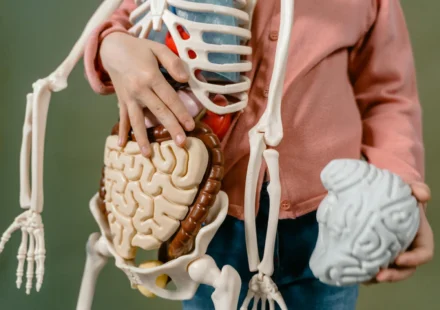 Axe intestin-cerveau : comment votre microbiome influence l'anxiété et l'humeur