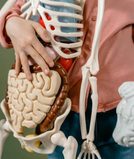 Axe intestin-cerveau : comment votre microbiome influence l'anxiété et l'humeur