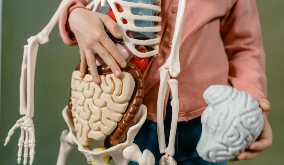 Axe intestin-cerveau : comment votre microbiome influence l'anxiété et l'humeur
