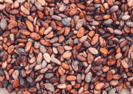 Cacao et flavonoïdes : ce que le chocolat noir fait au cerveau Cacao et flavonoïdes : ce que le chocolat noir fait au cerveau