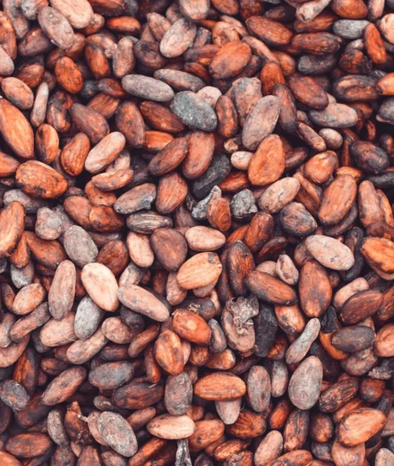 Cacao et flavonoïdes : ce que le chocolat noir fait au cerveau Cacao et flavonoïdes : ce que le chocolat noir fait au cerveau
