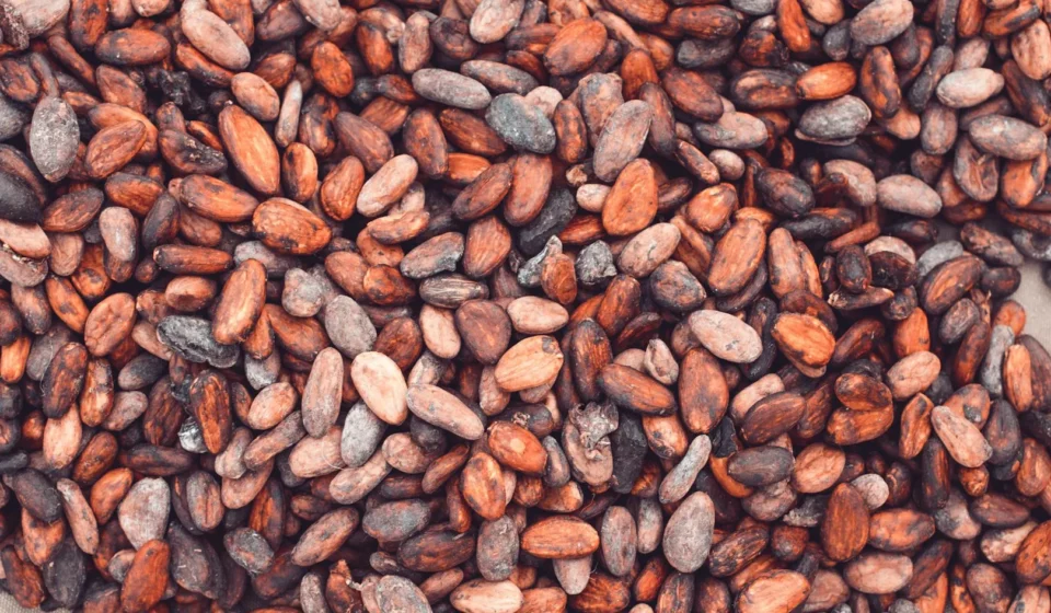 Cacao et flavonoïdes : ce que le chocolat noir fait au cerveau