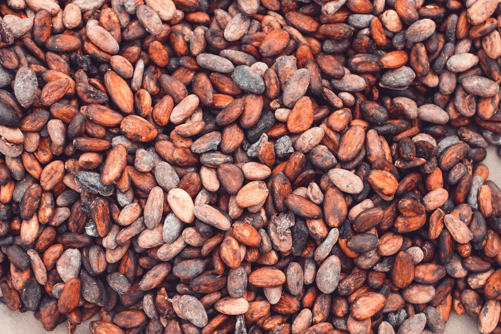Cacao et flavonoïdes : ce que le chocolat noir fait au cerveau