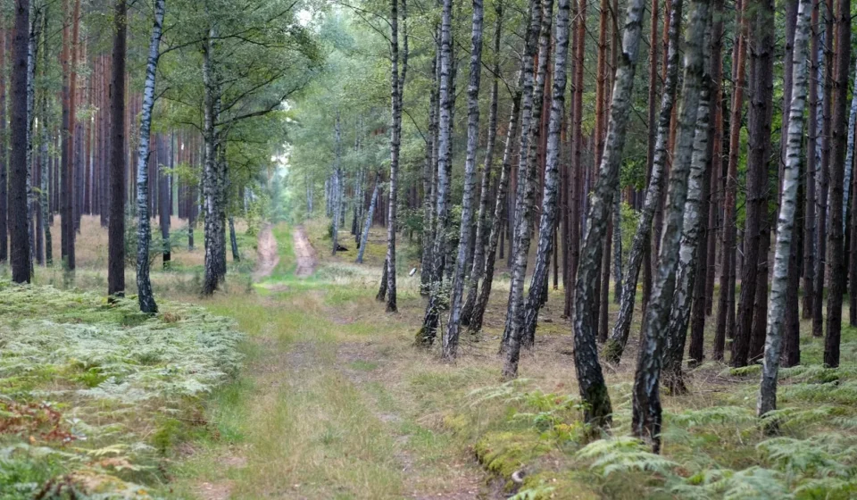 Écothérapie : les bienfaits thérapeutiques de la nature sur la santé mentale