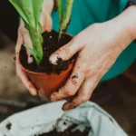 Jardinage thérapeutique : quand la terre soigne l'esprit