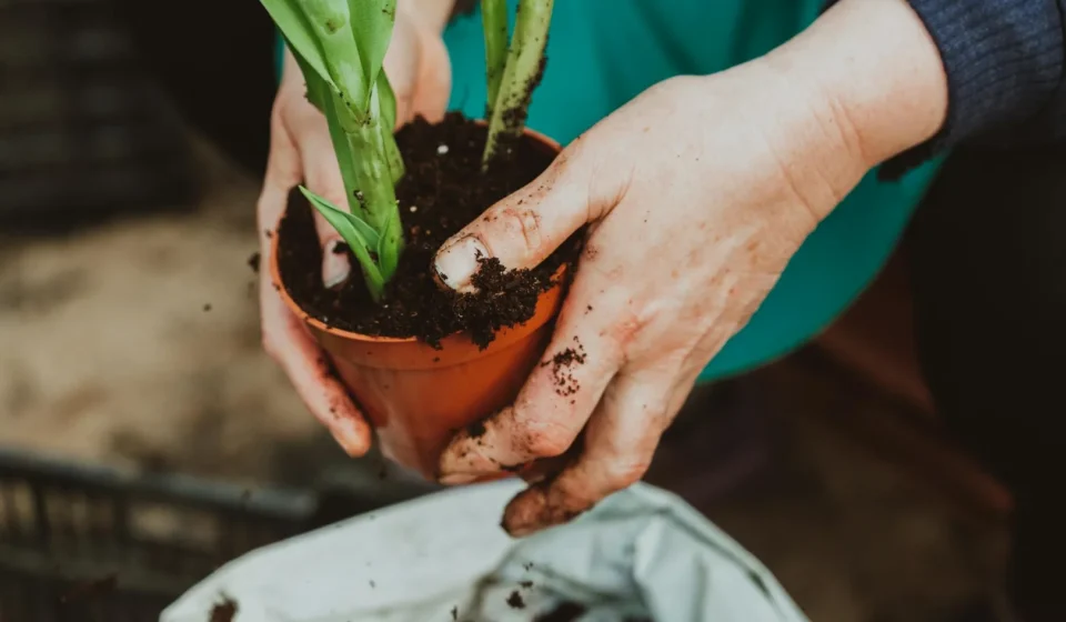 Jardinage thérapeutique : quand la terre soigne l'esprit