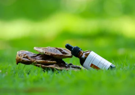 Plantes adaptogènes : le guide des 8 meilleurs adaptogènes pour le stress