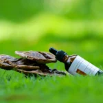 Plantes adaptogènes : le guide des 8 meilleurs adaptogènes pour le stress