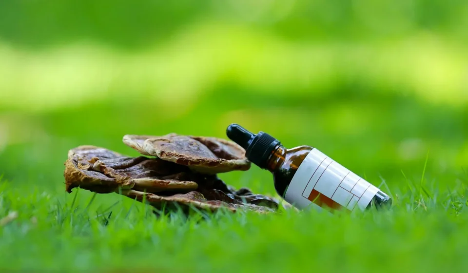 Plantes adaptogènes : le guide des 8 meilleurs adaptogènes pour le stress