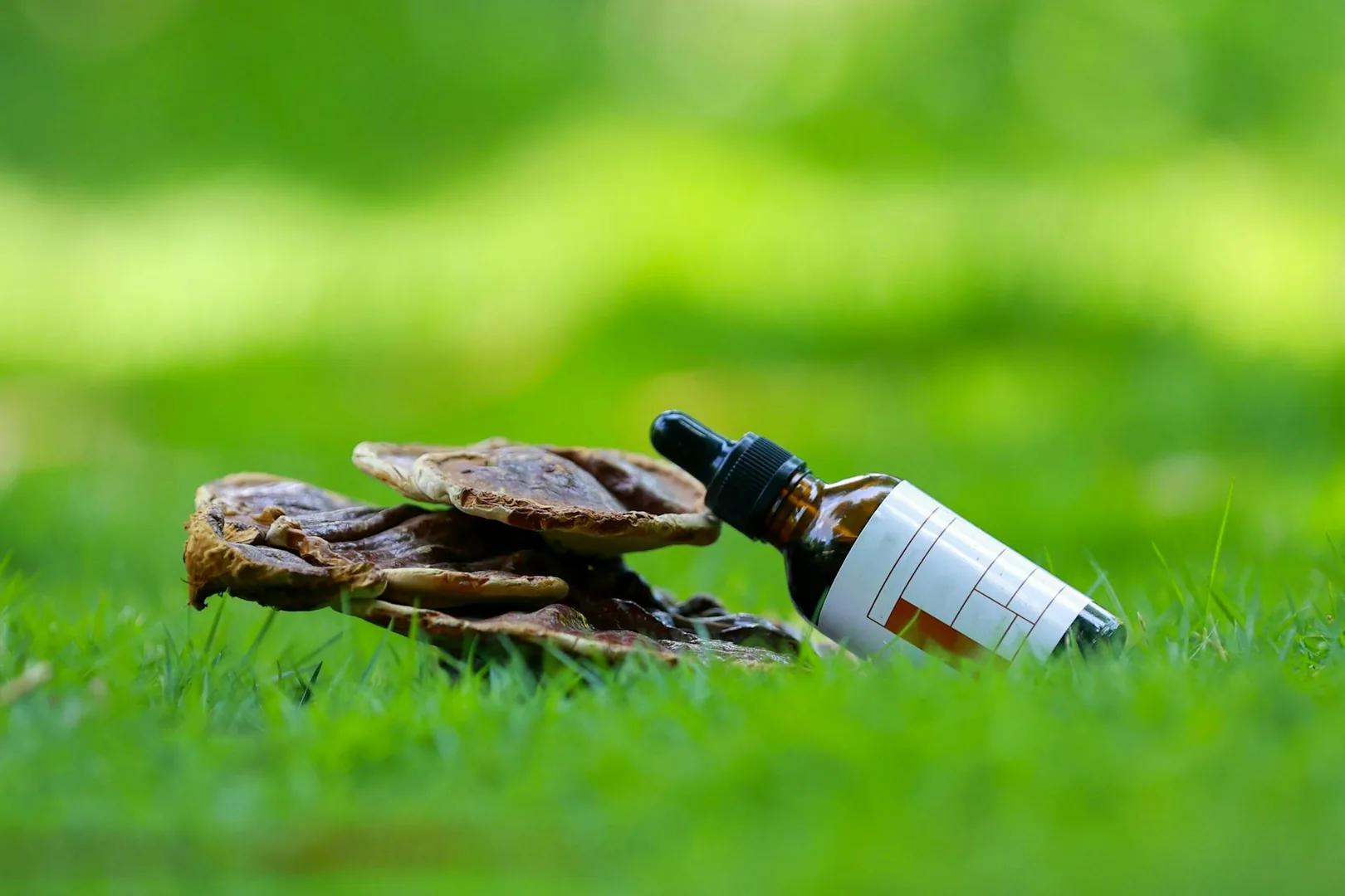 Plantes adaptogènes : le guide des 8 meilleurs adaptogènes pour le stress