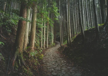 Shinrin-yoku : les bienfaits du bain de forêt sur la santé