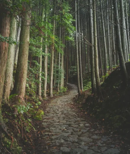 Shinrin-yoku : les bienfaits du bain de forêt sur la santé