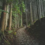Shinrin-yoku : les bienfaits du bain de forêt sur la santé