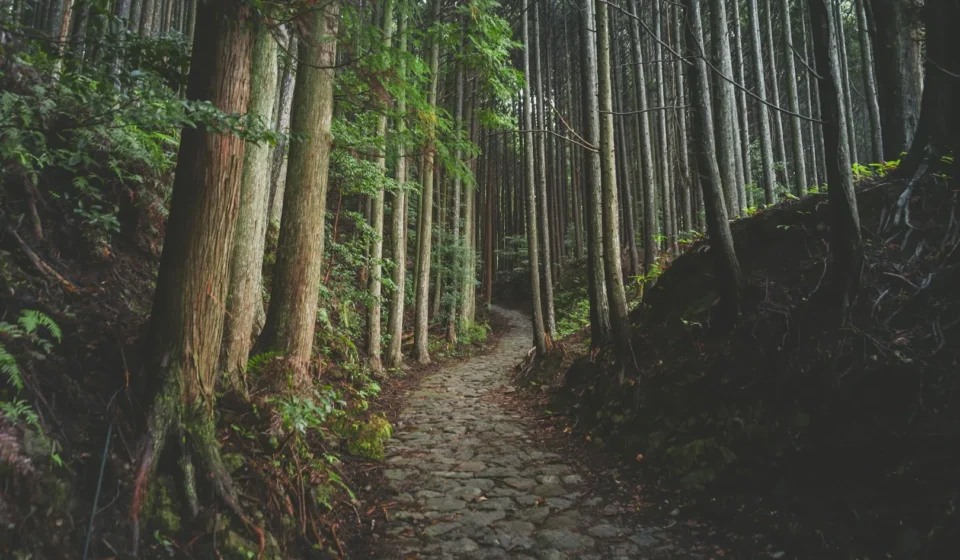 Shinrin-yoku : les bienfaits du bain de forêt sur la santé