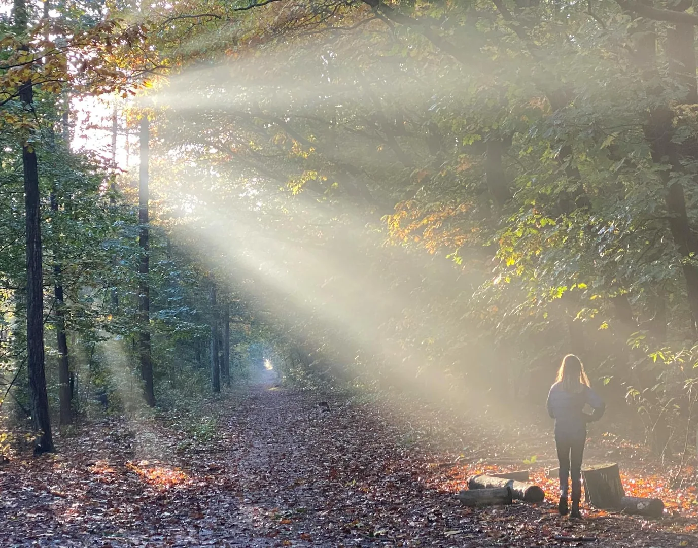 Shinrin-yoku : les bienfaits du bain de forêt sur la santé