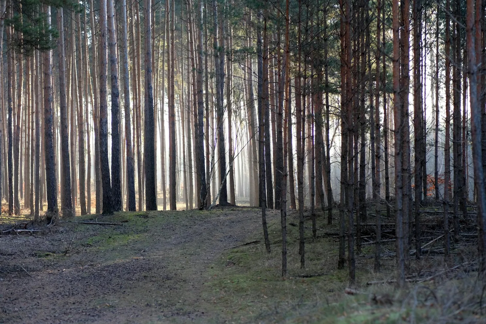 Shinrin-yoku : les bienfaits du bain de forêt sur la santé