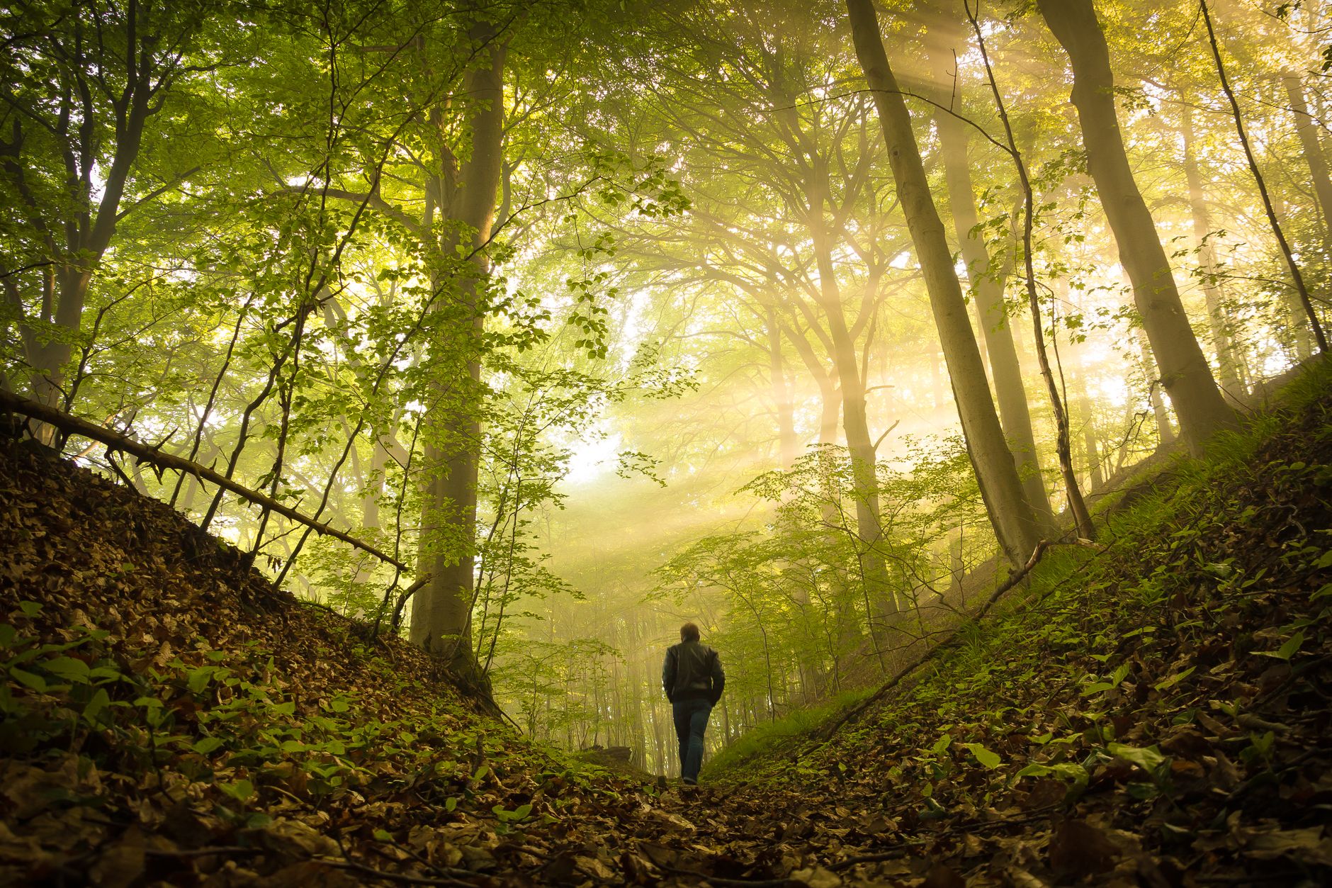 Personne marchant sur un sentier forestier ensoleillé